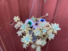 Load image into Gallery viewer, Craftydesigns4you - Eye Catnip Toys

